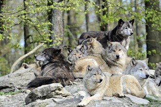 Mackenzie valley wolf (Canis lupus occidentalis), Captive, Germany, Europe, A pack of wolves poses