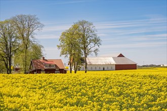View at a rural landscape with yellow rapeseed in bloom on a field in the swedish countryside,