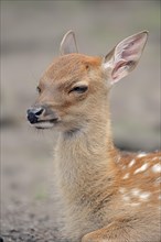 Sika deer (Cervus nippon), deer calf, captive, Germany, Europe