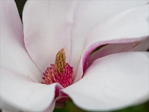 Magnolia blossom (Magnoliaceae)