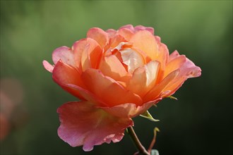 Garden rose or rose 'Fairest Cape' (Rosa hybrida), flower, ornamental plant, North