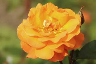 Garden rose or rose 'Westzeit' (Rosa hybrida), flower, ornamental plant, North Rhine-Westphalia,