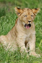African lion (Panthera leo), young, yawning, captive, occurrence in Africa
