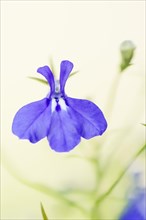 Blue lobelia (Lobelia erinus), flower, ornamental plant, North Rhine-Westphalia, Germany, Europe