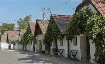 Houses in the cellar lane, viticulture, vines, wine