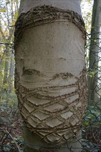 Tree bark characterised by wire mesh, Dortmund, North Rhine-Westphalia, Germany, Europe