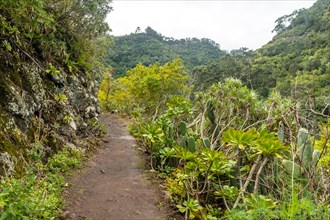 Beautiful trail in the Laurisilva forest of Los tilos de Moya, Gran Canaria