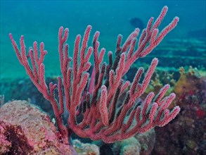 Black sea fan (Iciligorgia schrammi) with open polyps. Dive site John Pennekamp Coral Reef State