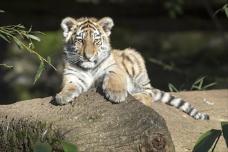 A tiger young sits attentively on a tree trunk and gazes into the distance, Siberian tiger, Amur