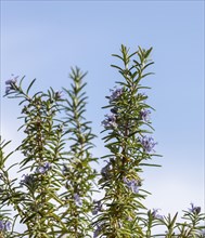 Rosemary (Salvia rosmarinus), spice, flowers