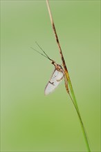 Mayfly (Ephemera glaucops), male, North Rhine-Westphalia, Germany, Europe