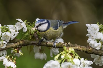 A blue tit (Parus caeruleus) pecking at flowers on a blossoming tree, Baden-Wuerttemberg, Germany,