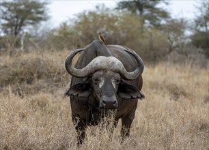 African buffalo (Syncerus caffer caffer) with yellowbill oxpecker (Buphagus africanus), in dry
