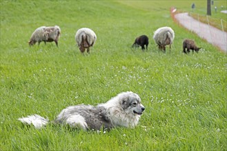 Sheepdog guarding sheep, lambs, shepherd dog, Elbe dyke near Bleckede, Lower Saxony, Germany,