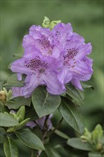 Rhododendron flower (Rhododendron Lavendula), Emsland, Lower Saxony, Germany, Europe