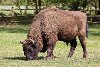 Wisent, European bison (Bos bonasus) also bison bull, bull, captive, Germany, Europe