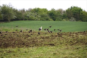 White stork in a field, spring, Germany, Europe