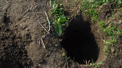 A hole in the ground in the middle of the field in spring