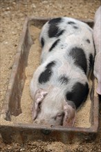 Bentheimer pig (Sus scrofa domesticus), piglet in the feeding trough, North Rhine-Westphalia,