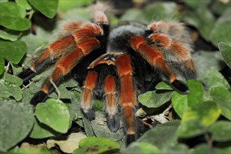 Mexican red-legged tarantula or orange-legged tarantula (Brachypelma boehmei), captive, occurrence