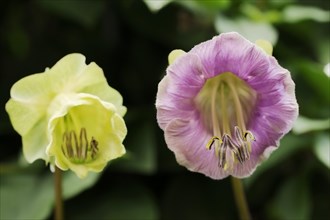 Bell vine or cup-and-saucer vine (Cobaea scandens), flowers, native to Mexico, ornamental plant,