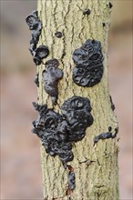 Warty glandular or warty black glandular (Exidia nigricans, Exidia plana), North Rhine-Westphalia,