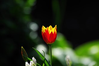 Tulip (Tulipa), flower, red, sunlight, bright, In the light of the sun, the colours of a single