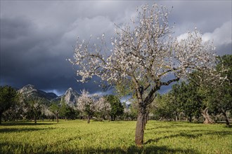 Sa Gubia peak and flowering almond tree, Bunyola, Mallorca, Balearic Islands, Spain, Europe