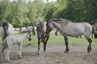 Duelmen wild horses with foals, Merfelder Bruch, Duelmen, North Rhine-Westphalia, Germany, Europe
