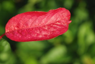 A single red leaf stands out against a blurred green backdrop showcasing its texture and vibrant