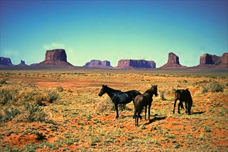 Wild horses in Monument Valley, Navajo Land, Colorado Plateau, under Navajo administration, Utah,