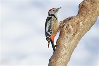 Middle spotted woodpecker (Dendrocopos medius) sitting on a tree trunk in front of a blue sky,