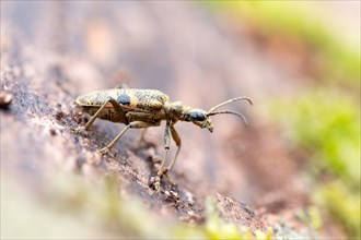 Blackspotted pliers support beetle (Rhagium mordax), crawling on dead wood in Reinhardswald,