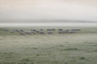 Domestic sheep (Ovis gmelini aries) on a pasture with fog, North Rhine-Westphalia, Germany, Europe