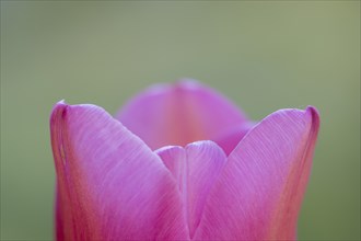 Pink tulip (Tulipa), Stuttgart, Baden-Wuerttemberg, Germany, Europe