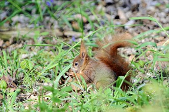 Eurasian red squirrel (Sciurus vulgaris), Captive, EA brown squirrel foraging for food on the