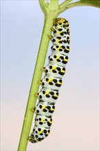 Brown-root monk (Shargacucullia scrophulariae), caterpillar, North Rhine-Westphalia, Germany,