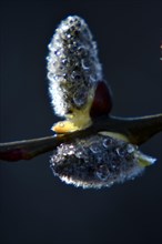 Willow catkins with morning dew in the Hunsrueck-Hochwald National Park, Rhineland-Palatinate,