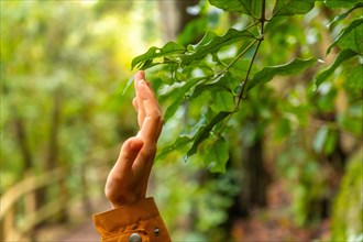 A person is reaching out to touch a leaf on a tree. Concept of curiosity and wonder as the person