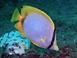 Spotfin butterflyfish (Chaetodon ocellatus), dive site Anna's Reef, Destin, Panhandle, Gulf of