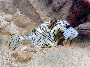 Spotted trunkfish (Lactophrys bicaudalis), dive site Nursery, Tavernier, Florida Keys, Florida,