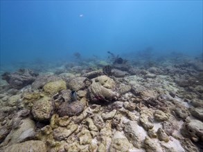 Coral reef destroyed by Hurricane Irma. Dive site John Pennekamp Coral Reef State Park, Key Largo,