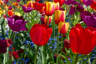 Red, purple and bi-coloured tulips (Tulip) with forget-me-nots (Myosotis alpestris)