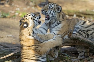 Two playful tiger cubs wrestling with each other on a fallen tree, Siberian tiger, Amur tiger,