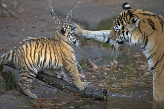 Two tigers interacting at the water, the young gets wet, Siberian tiger, Amur tiger, (Phantera