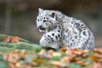 A snow leopard young attentively observing its surroundings, snow leopard, (Uncia uncia), young