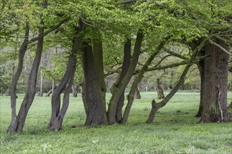 English oaks (Quercus robur) and alders (Alnus glutinosa) in a meadow, Emsland, Lower Saxony,