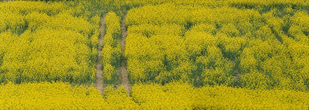 Rapeseed field, field with rapeseed (Brassica napus), panoramic photo, Cremlingen, Lower Saxony,