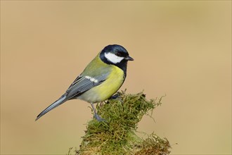 Great tit (Parus major) sitting on a branch overgrown with moss, side view, North Rhine-Westphalia,