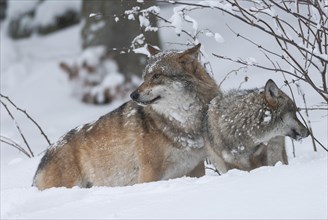Gray wolves (Canis lupus) standing in the snow, captive, Bavaria, Germany, Europe